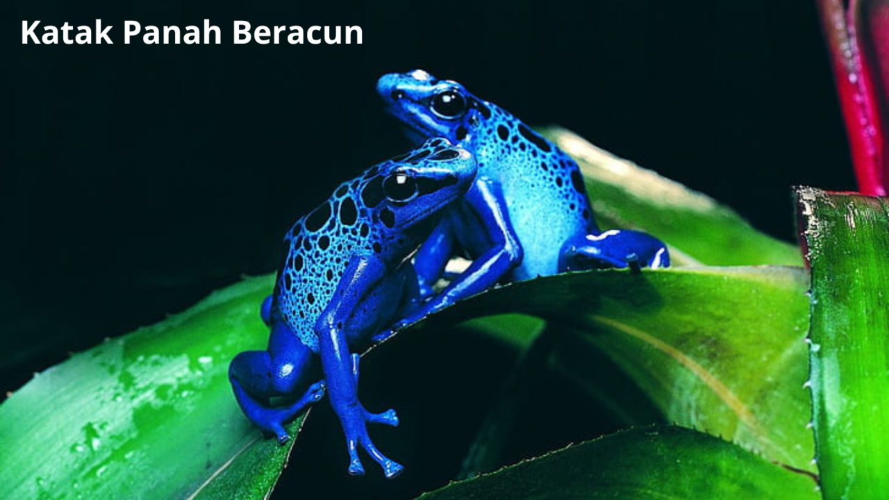Katak Panah Biru Paling Beracun di Dunia | Dorce Food