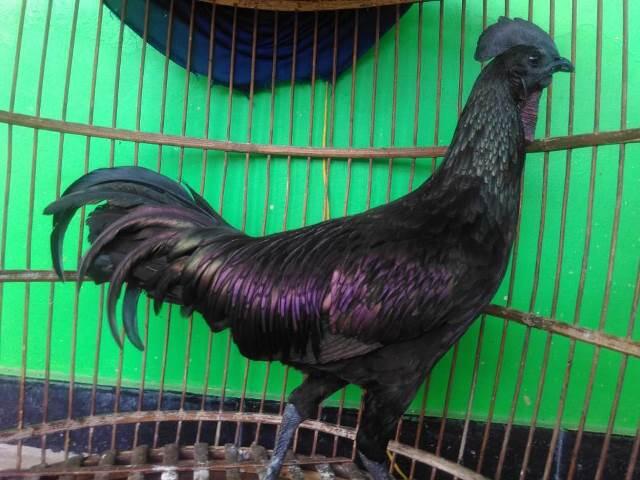 JUAL AYAM BEKISAR LOMBA / AYAM BEKISAR RUMAHAN / AYAM HIAS / ANAKAN REMAJA DEWASA