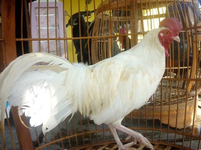 JUAL AYAM BEKISAR LOMBA / AYAM BEKISAR RUMAHAN / AYAM HIAS / ANAKAN REMAJA DEWASA