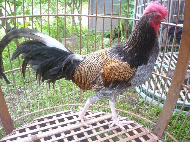 JUAL AYAM BEKISAR LOMBA / AYAM BEKISAR RUMAHAN / AYAM HIAS / ANAKAN REMAJA DEWASA