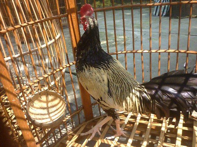 JUAL AYAM BEKISAR MURAH ANAKAN REMAJA DEWASA AYAM HIAS MURAH