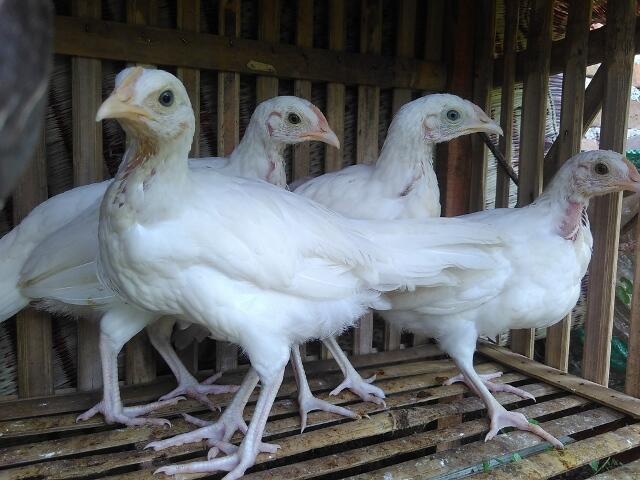 JUAL AYAM BEKISAR LOMBA / AYAM BEKISAR RUMAHAN / AYAM HIAS / ANAKAN REMAJA DEWASA