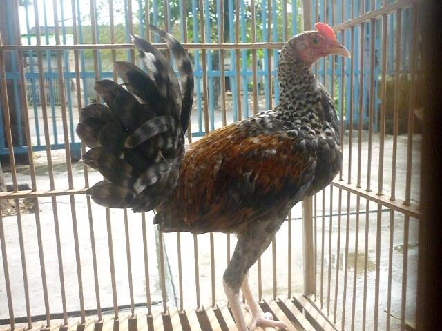 JUAL AYAM BEKISAR LOMBA / AYAM BEKISAR RUMAHAN / AYAM HIAS / ANAKAN REMAJA DEWASA