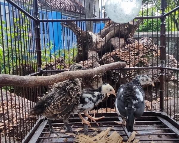 JUAL AYAM BEKISAR LOMBA / AYAM BEKISAR RUMAHAN / AYAM HIAS / ANAKAN REMAJA DEWASA