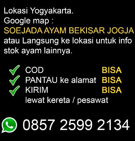 JUAL AYAM BEKISAR LOMBA / AYAM BEKISAR RUMAHAN / AYAM HIAS / ANAKAN REMAJA DEWASA