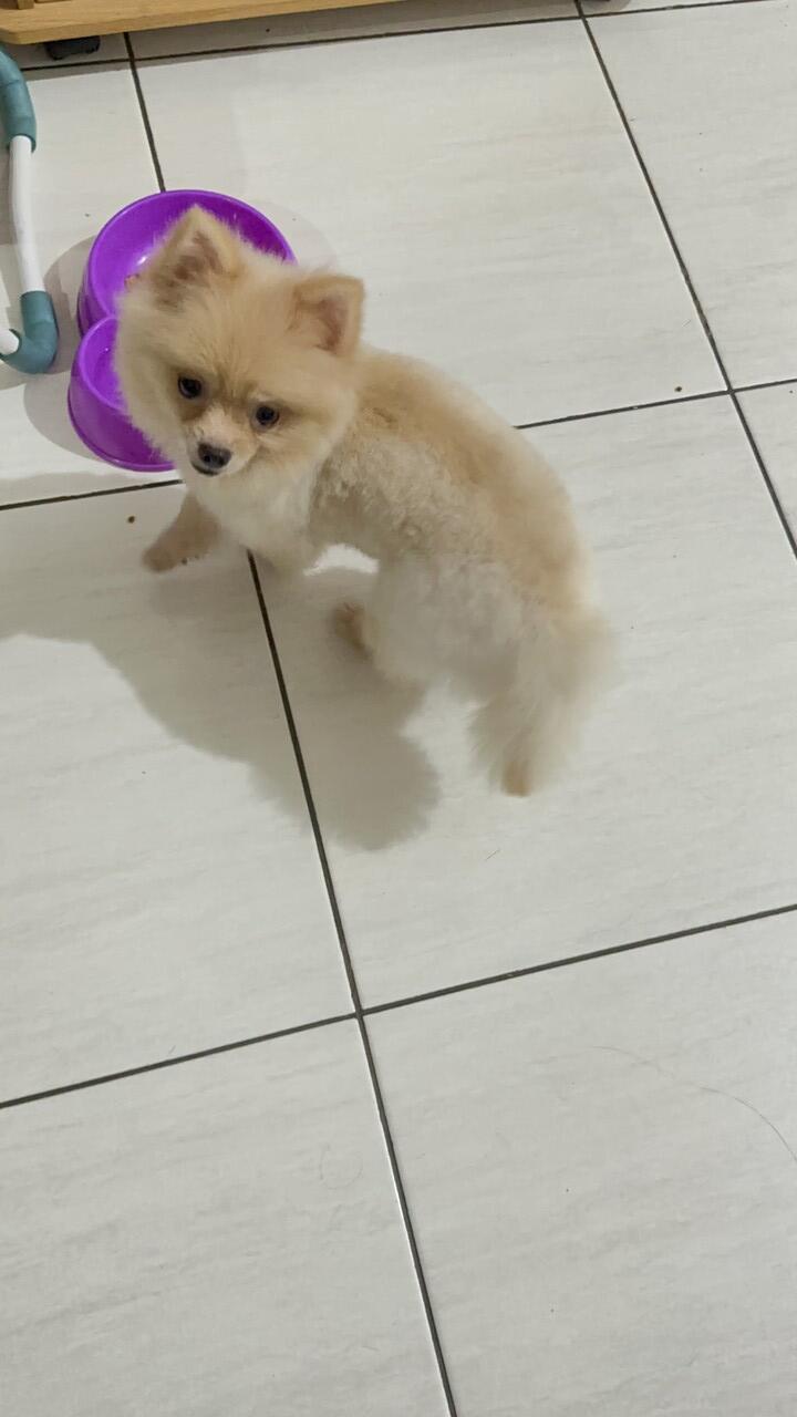 Pom