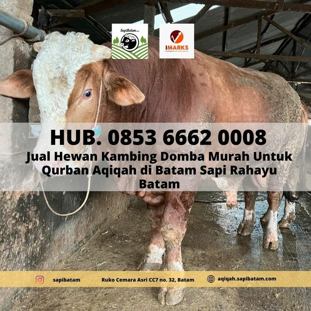 Jual Sapi Qurban Batam Hub 0853 6662 0008 Jual Sapi Qurban Batam