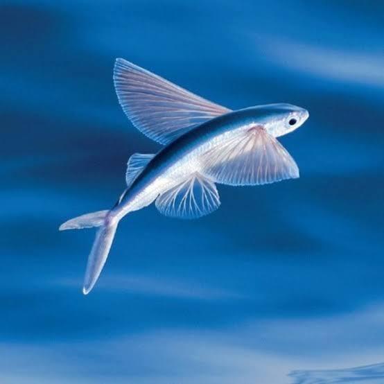 Kenapa Ikan Bisa Berenang Dengan Efisien, Apa Ikan Bisa Terbang?