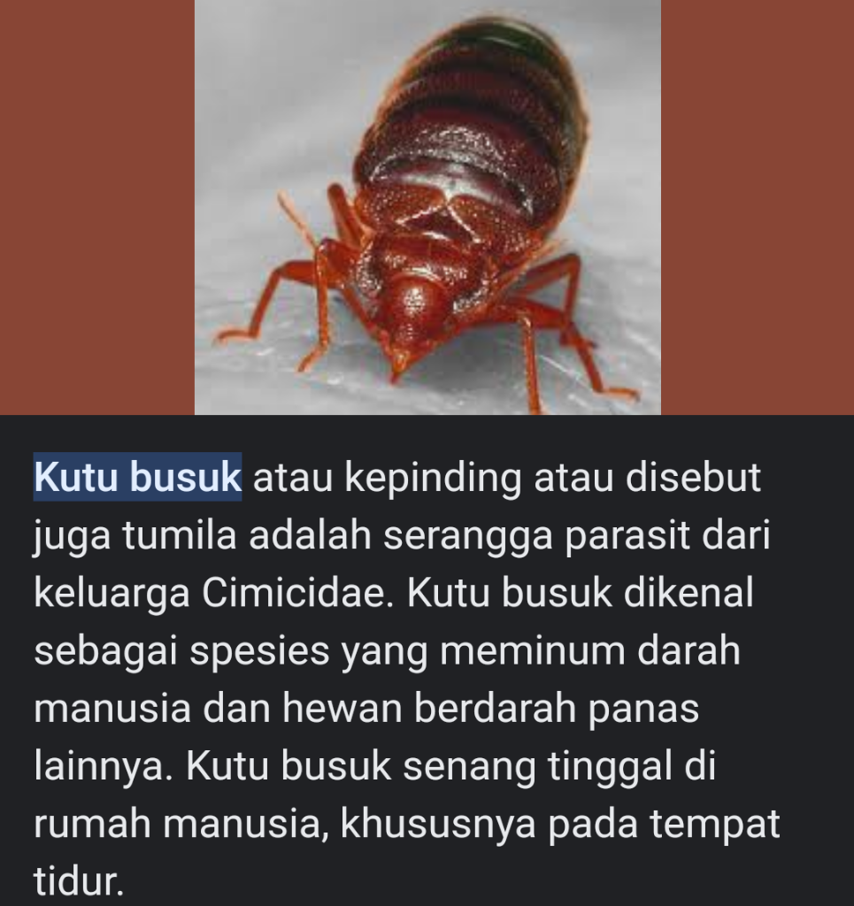 Apa Iya Kutu Kasur Bisa Menyebabkan Orang Meninggal?