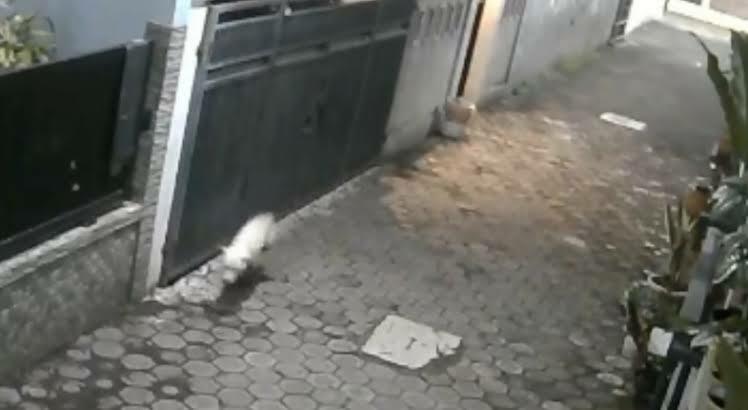 Viral Penampakan Babi Ngepet di Tangerang Selatan, Polisi Ungkap Fakta Sebenarnya!