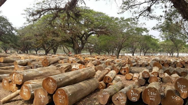 Yuk Belajar Tentang Kayu, Kenapa Kayu Terbakar Mengeluarkan Asap?