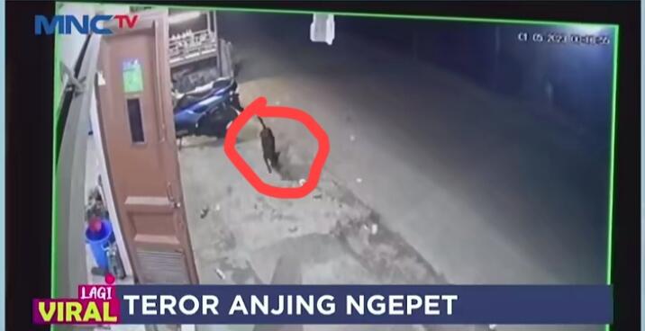 Heboh Isu Anjing Ngepet di Gowa Sulawesi Selatan, Akankah Terulang Hanya Hoax Saja?