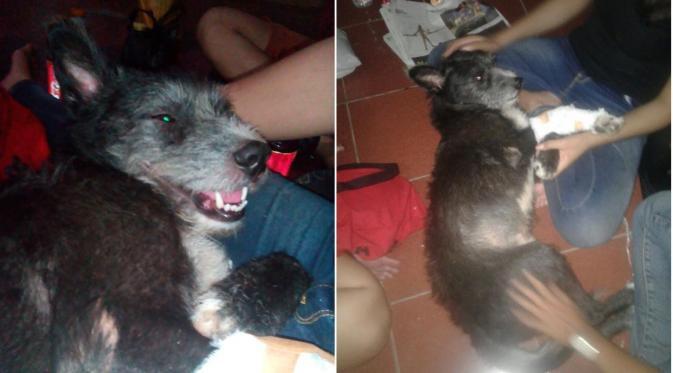 Heboh Isu Anjing Ngepet di Gowa Sulawesi Selatan, Akankah Terulang Hanya Hoax Saja?