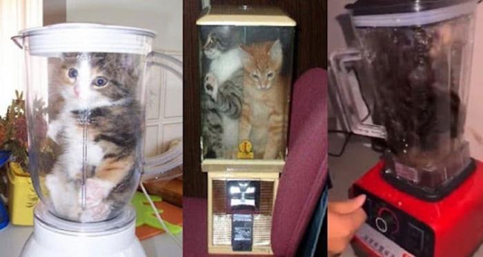 Tega Blender Anak Kucing Hingga Tewas Hanya Demi Konten, Masih Bisa Disebut Manusia?