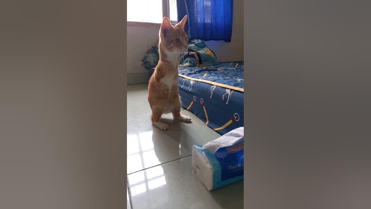 Rescue Kucing Cacat Di Jalanan.....?

Ternyata Masih Ada Dan Buat Ane Terkagum-kagum.