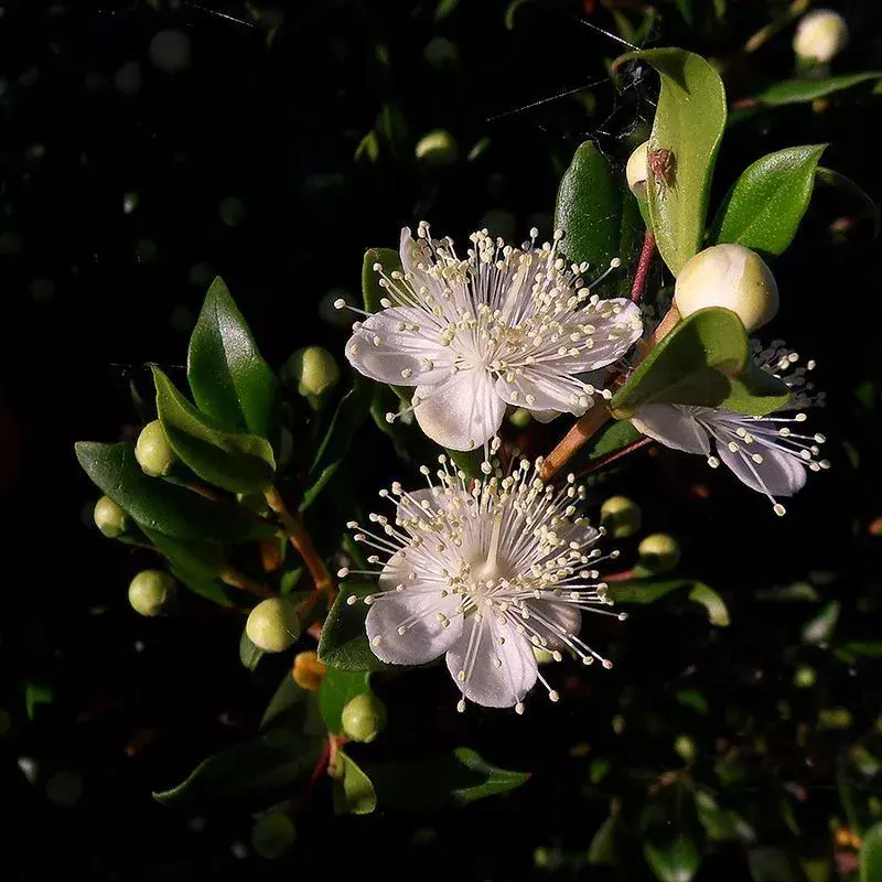 Rahasia Mistis Tanaman Myrtles