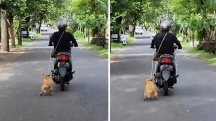 Heboh Video Ibu-ibu di Bali Tarik Anjing Pakai Motor, Tahu Apa Arti Kemanusiaan?