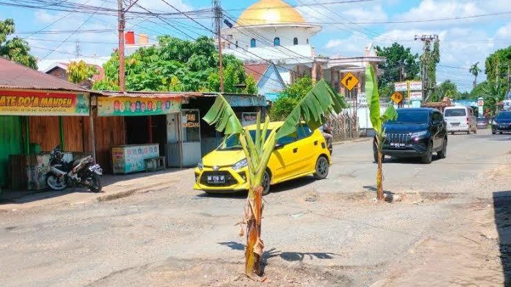 Jalanan Rusak, Warga Malah Tanam Pisang di Tengah Jalan! Apa Gunanya?