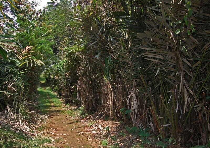 Manfaat Buah Salak, Penyembuh Diare serta Cara Paling Ampuh Menahan Buang Air Besar!