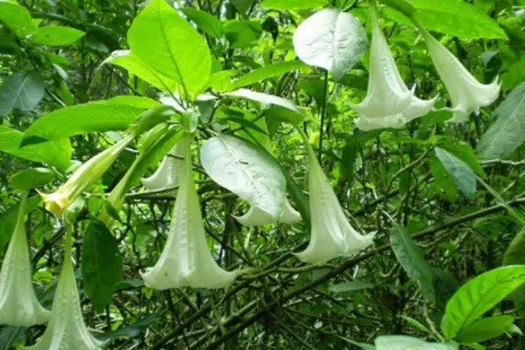 10 Tanaman Hias ini Ternyata Berbahaya Lho, Termasuk Kecubung dan Lidah Mertua!