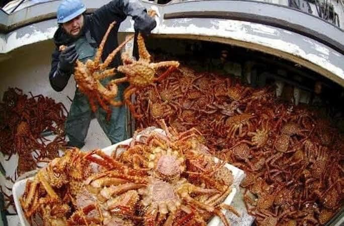 Fakta Kelam di Balik Hidangan Kepiting Alaska! Banyak Nelayan Tewas Karena Ini!