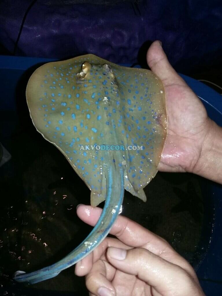 Akibat Gagal Cycling Pada Aquarium Air Laut