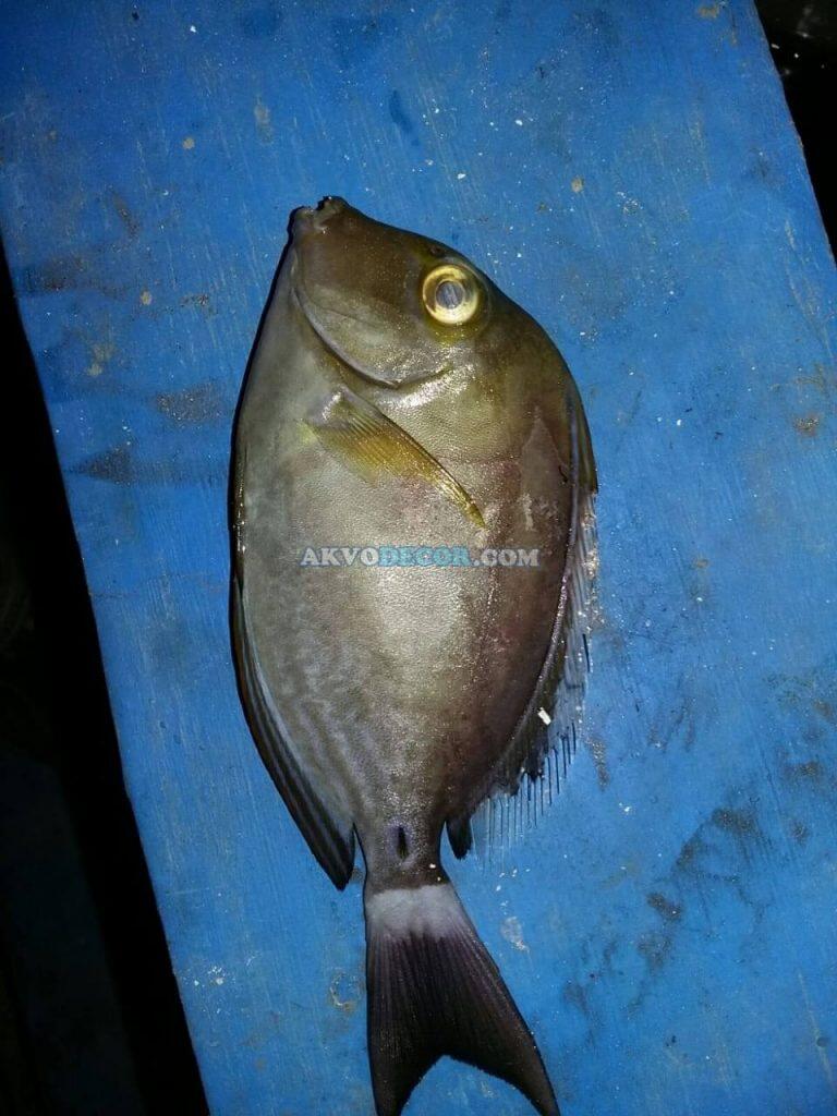Akibat Gagal Cycling Pada Aquarium Air Laut