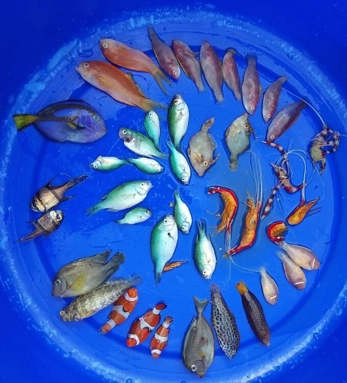 Penyebab Kematian Ikan Hias