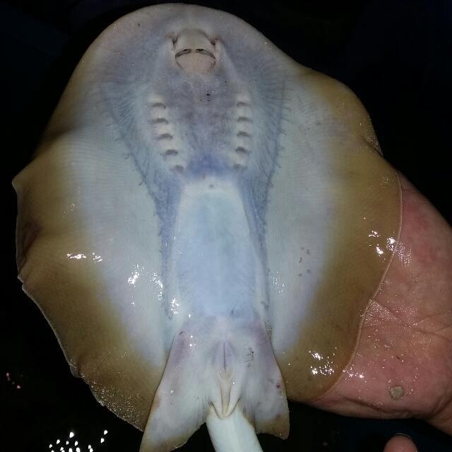 Penyebab Kematian Ikan Hias