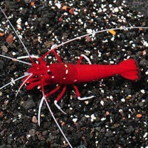 Jenis Invertebrata Laut yang Cocok di Pelihara oleh Pemula