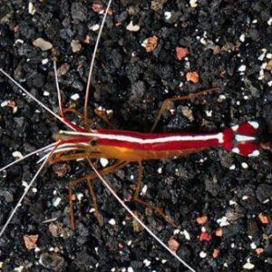 Jenis Invertebrata Laut yang Cocok di Pelihara oleh Pemula
