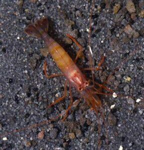 Jenis Invertebrata Laut yang Cocok di Pelihara oleh Pemula