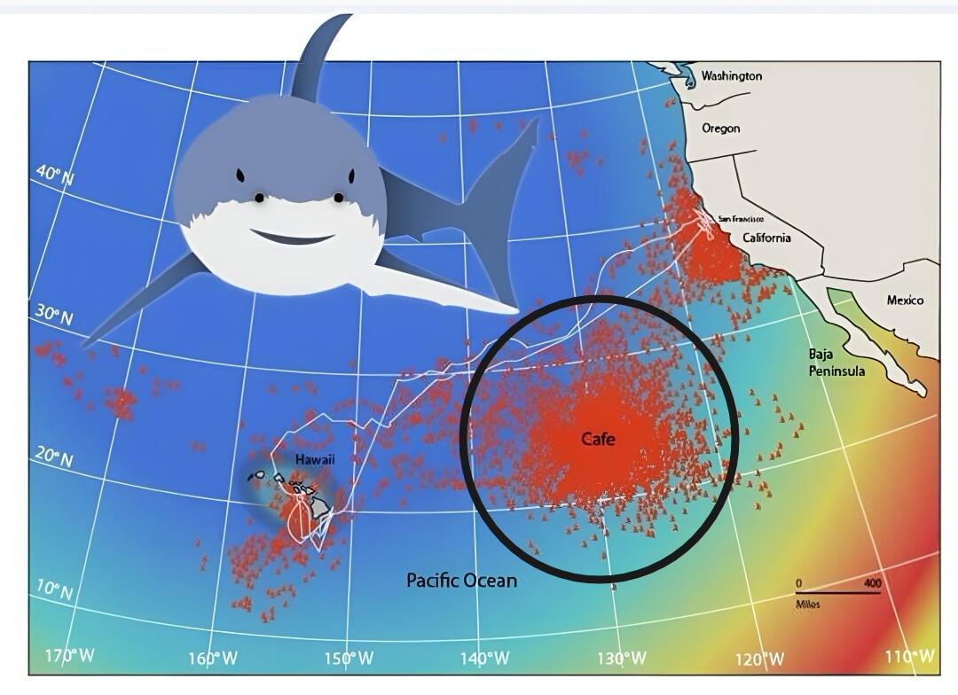 The Great White Shark Cafe, Suatu Anomali Alam yang Menggemparkan Peneliti