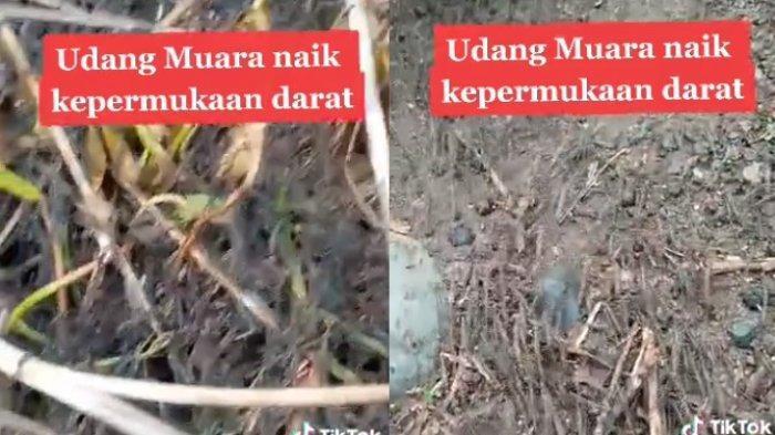Heboh Ribuan Udang Air Tawar di Gorontalo Naik ke Daratan, Apakah Ada Alasan Ilmiah?