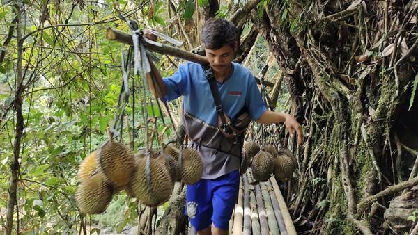 Apakah Gansist Pecinta Durian dan Petualang, Di Baduy Sekarang Lagi Musimnya Lho!