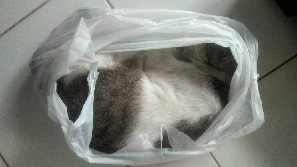 TEGANYA NABRAK LARI KUCING SI MOBIL