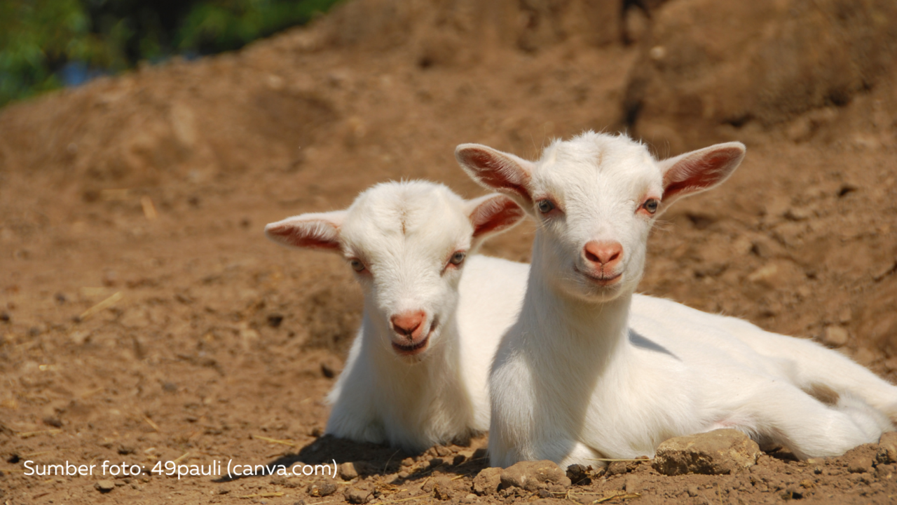Cara Ternak Kambing Pemula: Petunjuk Lengkap untuk Memulai Usaha Ternak Kambing