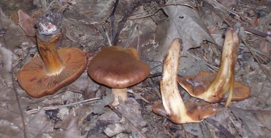12 Jamur Pembawa Maut yang Patut Kamu Hindari Saat Mengunjungi Hutan