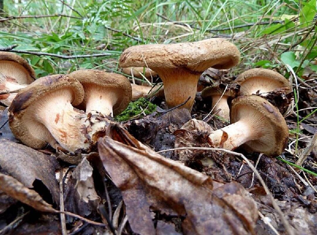12 Jamur Pembawa Maut yang Patut Kamu Hindari Saat Mengunjungi Hutan