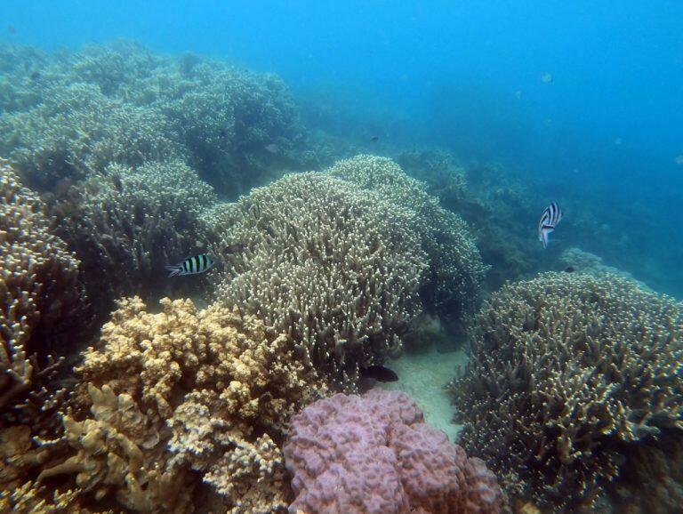 Sangat Ironis Pulau ini Lebih Dikenal Turis Asing, Ayo Berwisata ke Pulau Macan Gan!