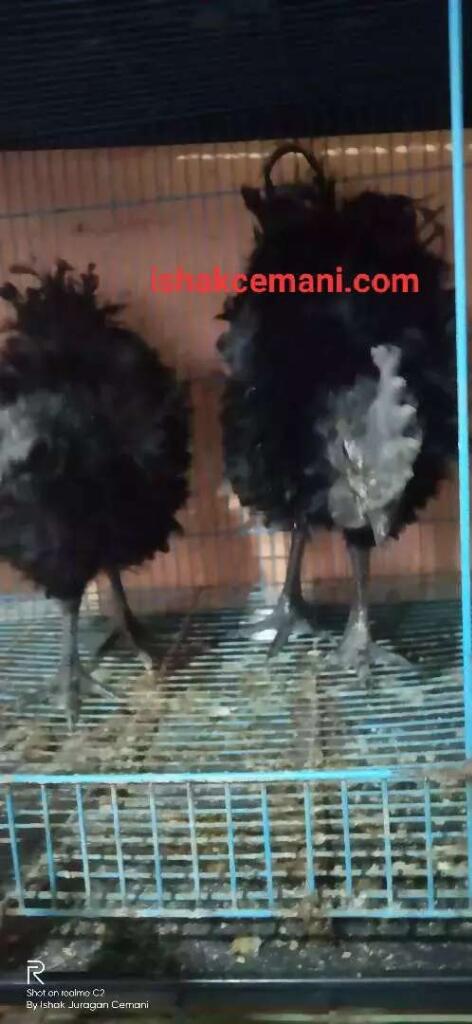 Ayam Cemani Bulu Walik Usia Remaja Siapan Crott Dijamin Halal