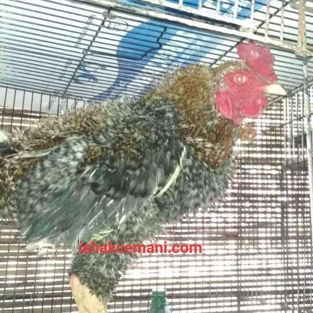 Ayam Walik Jali Abu Super Langka Sangat Jarang Ada