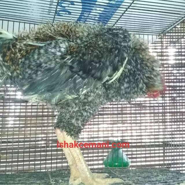 Ayam Walik Jali Abu Super Langka Sangat Jarang Ada