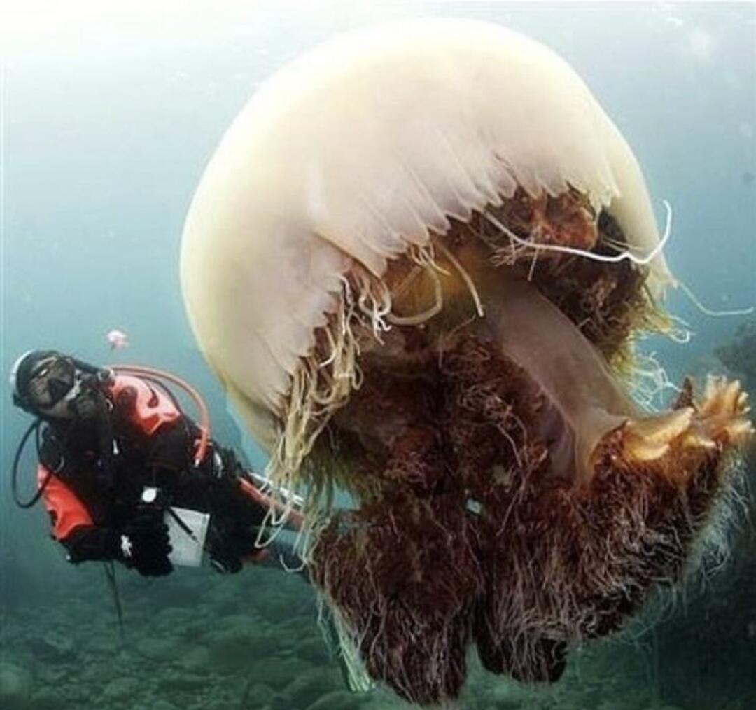 Медузы ледовитого океана. Медуза цианея. Арктическая медуза цианея. Медуза цианея гигантская. Арктическая гигантская медуза цианея.
