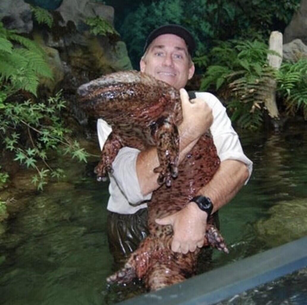 китайская гигантская саламандра фото