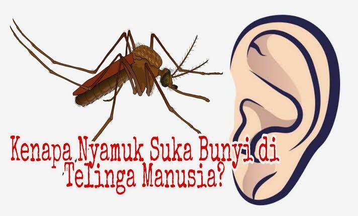 Kenapa Nyamuk Sering Terbang Dekat Telinga Manusia? 4 Penjelasan Profesor Entomologi!