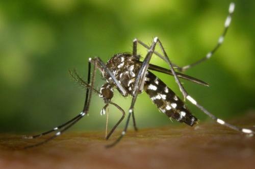 Kenapa Nyamuk Sering Terbang Dekat Telinga Manusia? 4 Penjelasan Profesor Entomologi!