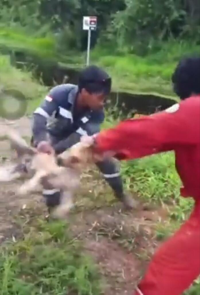 SADIS..!! ANJING KECIL MALANG YANG DI LEMPAR UNTUK BUAYA