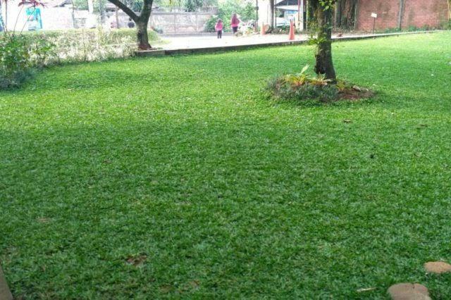 7 Jenis Rumput ini Bisa Digunakan untuk Mempercantik Pekarangan Rumah Kita Lho Gan!