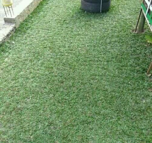 7 Jenis Rumput ini Bisa Digunakan untuk Mempercantik Pekarangan Rumah Kita Lho Gan!